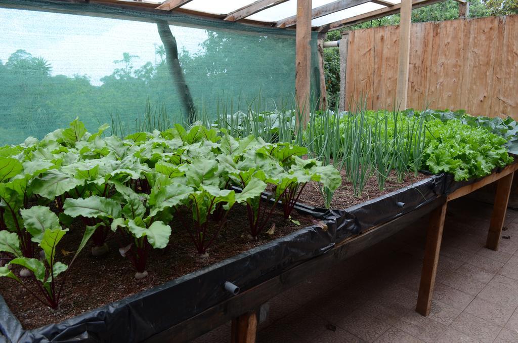 Cabinas Capulin & Farm Monteverde Dış mekan fotoğraf